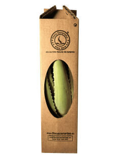 Baby Aloe Vera Plant - "Barbadensis Miller"