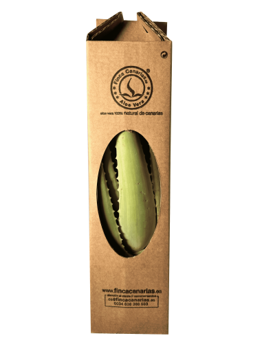 Baby-Aloe-Vera-Pflanze  "Barbadensis Miller"